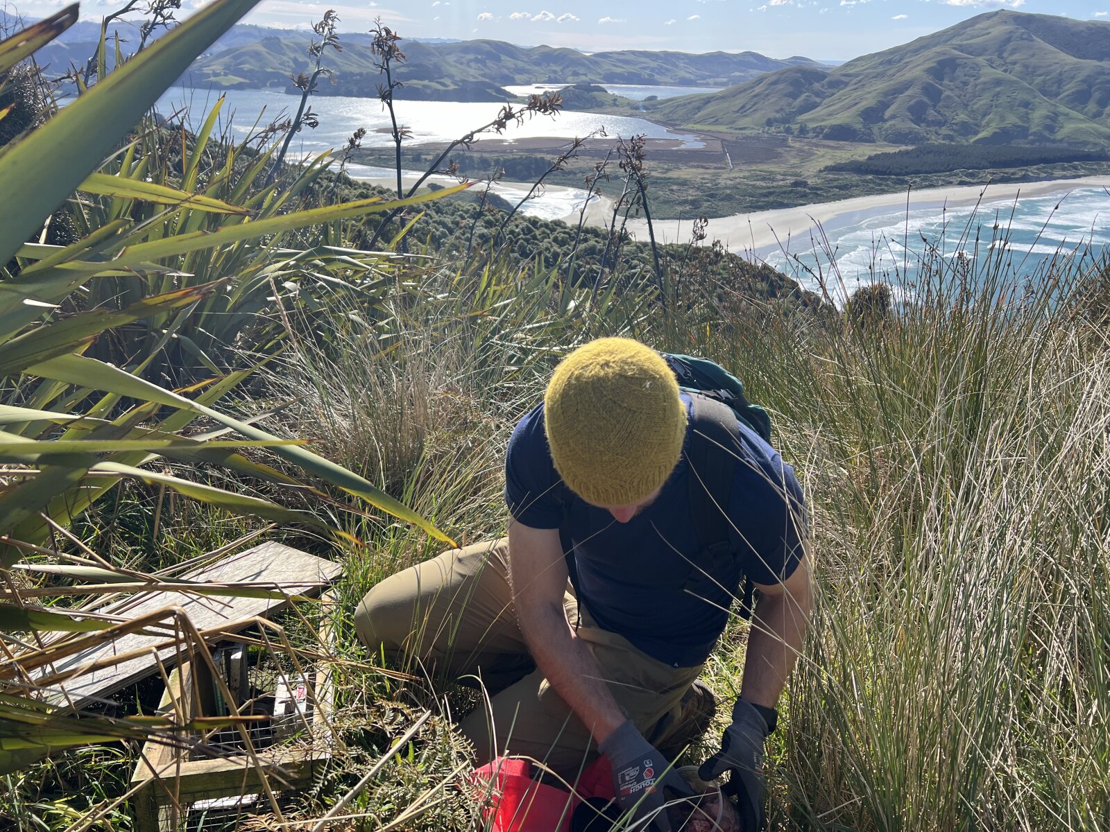 Checking a
double DOC200 trap box on the Otago Peninsula